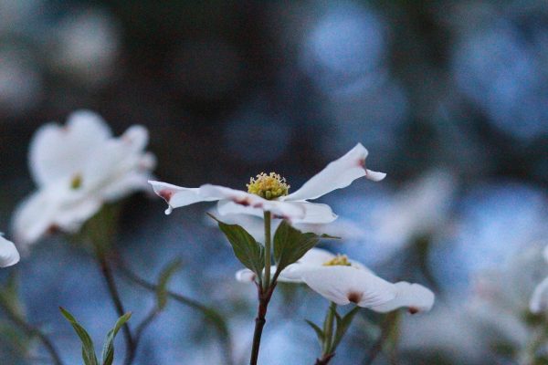 DogWood_010