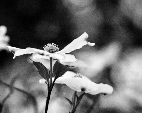 DogWood_010a