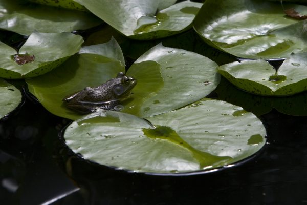 IMG_6975