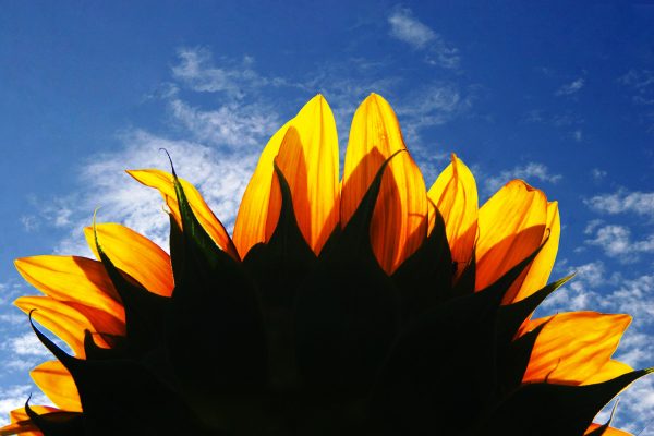 IMG_9781_blend